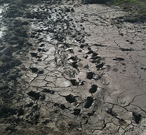 The Mud Pit-Eight Inches Deep! 