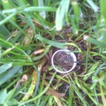 derrylyn ring