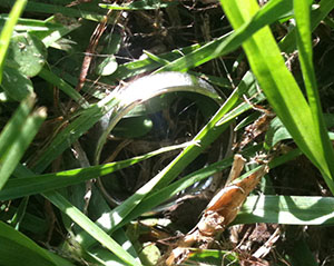 Lost platinum wedding ring found in San Mateo County