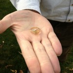 Close-up of Martins Ring