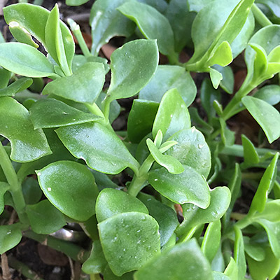 Can you see the platinum wedding ring hidden below the ice plant?