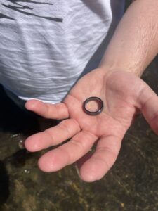 Oregon ring found 