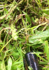 Ursula's engagement ring hiding at the bottom of the grass
