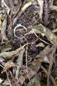 When the leaves were brushed aside the ring was exposed