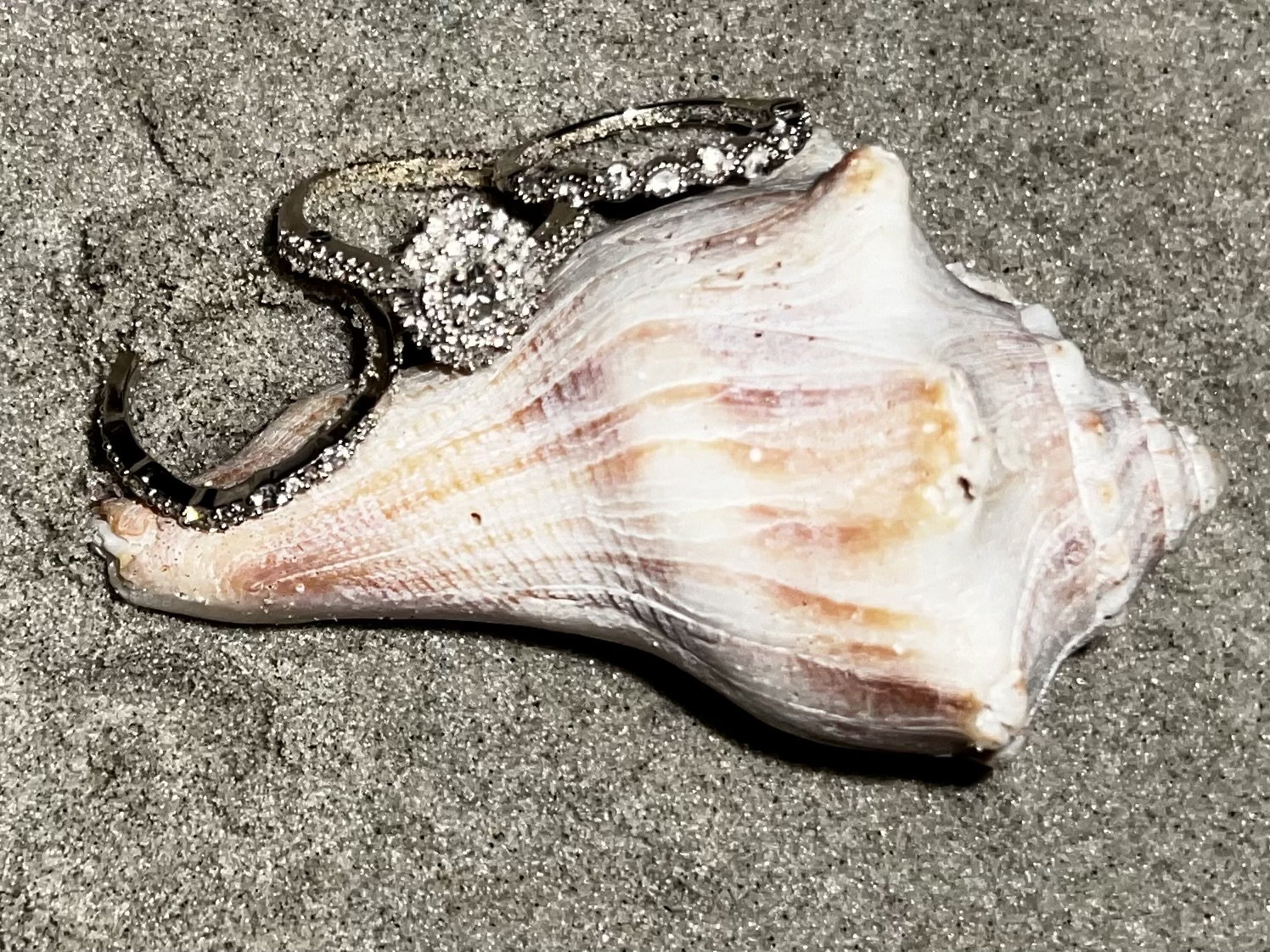 3 White Gold Rings Lost in the Sand, Found and Returned North Myrtle ...