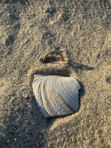 Find lost ring, Cape May, New Jersey