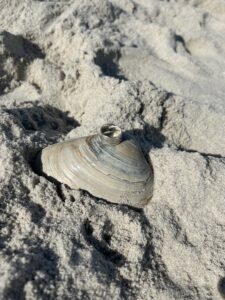 NJ ring Finder lost Ring LBI lost Ring Surf City lost ring ship bottom