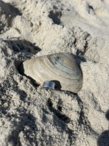 Find lost Ring Cape May, New Jersey